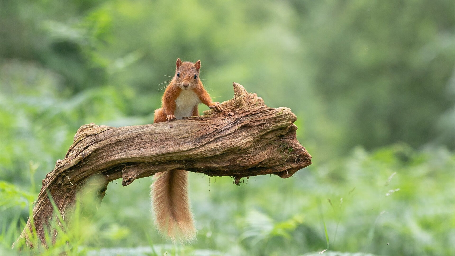 意大利后防线成最大看点,谁能捍卫门前?,意大利 后防