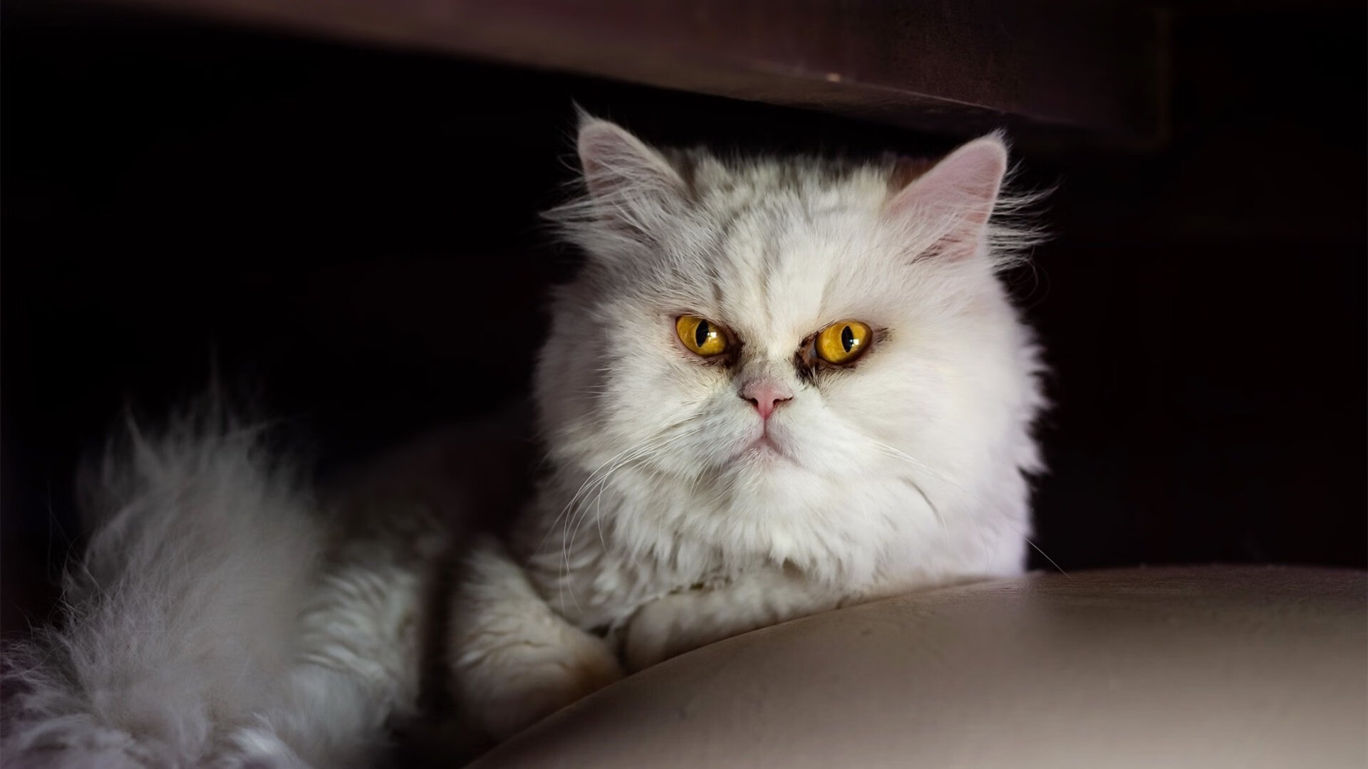 意大利足球比赛举办派对活动,球迷狂欢,意大利足球联赛